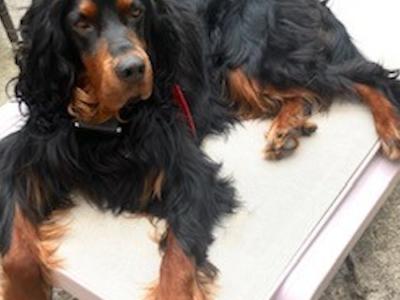 IKC Registered Gordon Setter