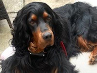 IKC Registered Gordon Setter