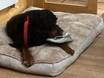 IKC Registered Gordon Setter