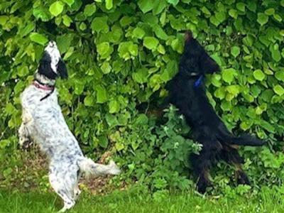 IKC Registered Gordon Setter