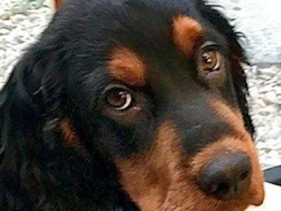 IKC Registered Gordon Setter