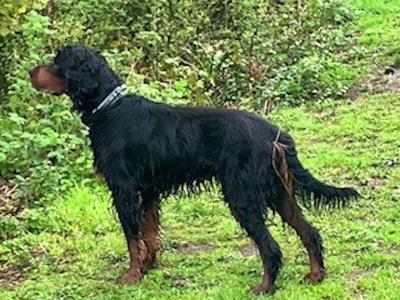 IKC Registered Gordon Setter