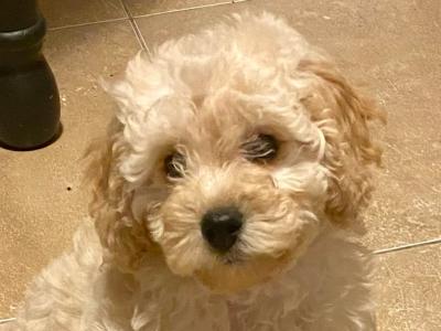 Cavapoo puppies for sale in Sligo - 087 2061873