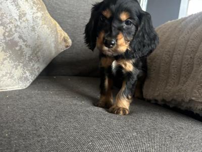 IKC Registered(pending) Cocker Spaniel puppies in Tyrone