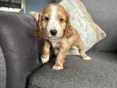IKC Registered(pending) Cocker Spaniel puppies in Tyrone