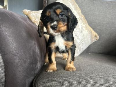 IKC Registered(pending) Cocker Spaniel puppies in Tyrone
