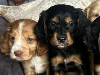IKC Registered(pending) Cocker Spaniel puppies in Tyrone