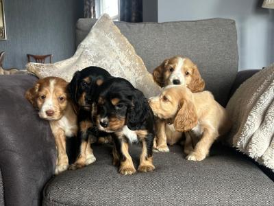 IKC Registered(pending) Cocker Spaniel puppies in Tyrone
