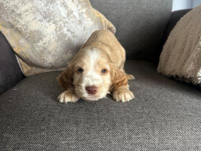 IKC Registered(pending) Cocker Spaniel puppies in Tyrone