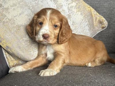 IKC Registered(pending) Cocker Spaniel puppies in Tyrone