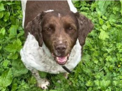 Benjy is a male Springer Spaniel dog in Kildare