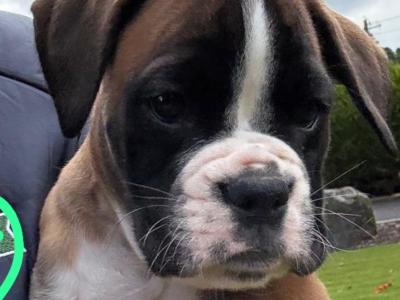 Boxer puppies in Cavan
