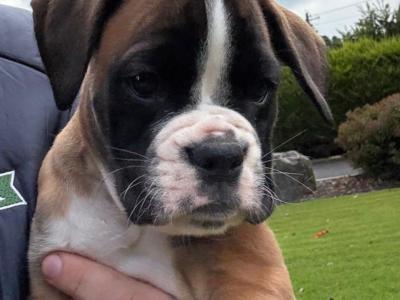 Boxer puppies in Cavan