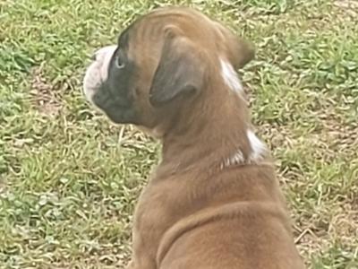 Boxer puppies in Cavan