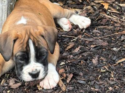 Boxer puppies in Cavan