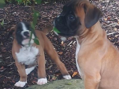 Boxer puppies in Cavan