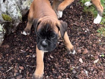 Boxer puppies in Cavan