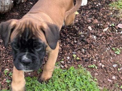 Boxer puppies in Cavan