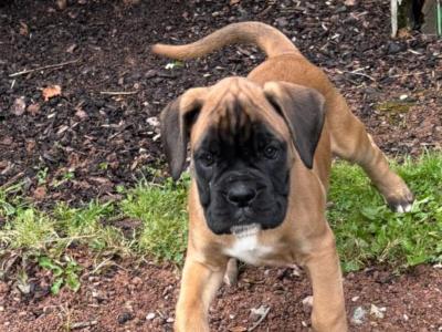 Boxer puppies in Cavan