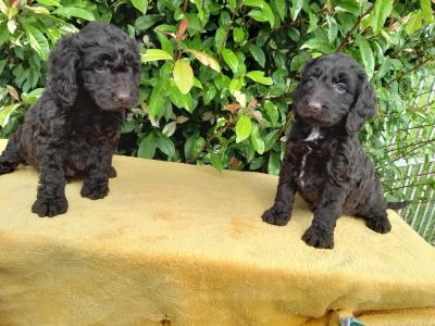 Petite Chocolate Cockapoo puppies 0872995135