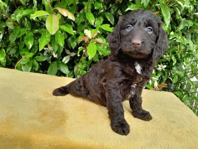 Petite Chocolate Cockapoo puppies 0872995135