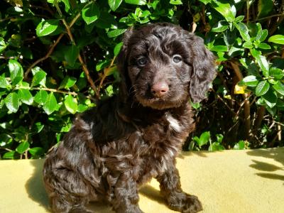 Petite Chocolate Cockapoo puppies 0872995135