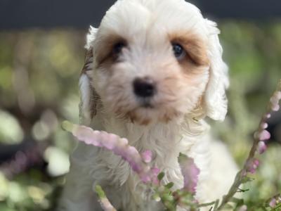 Female Cavapoo puppy in Cork