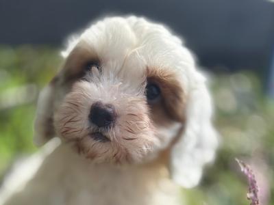 Female Cavapoo puppy in Cork