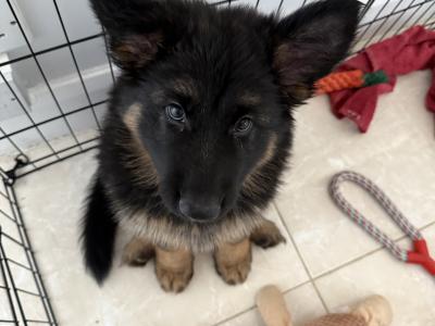 Male German Shepherd Long Haired