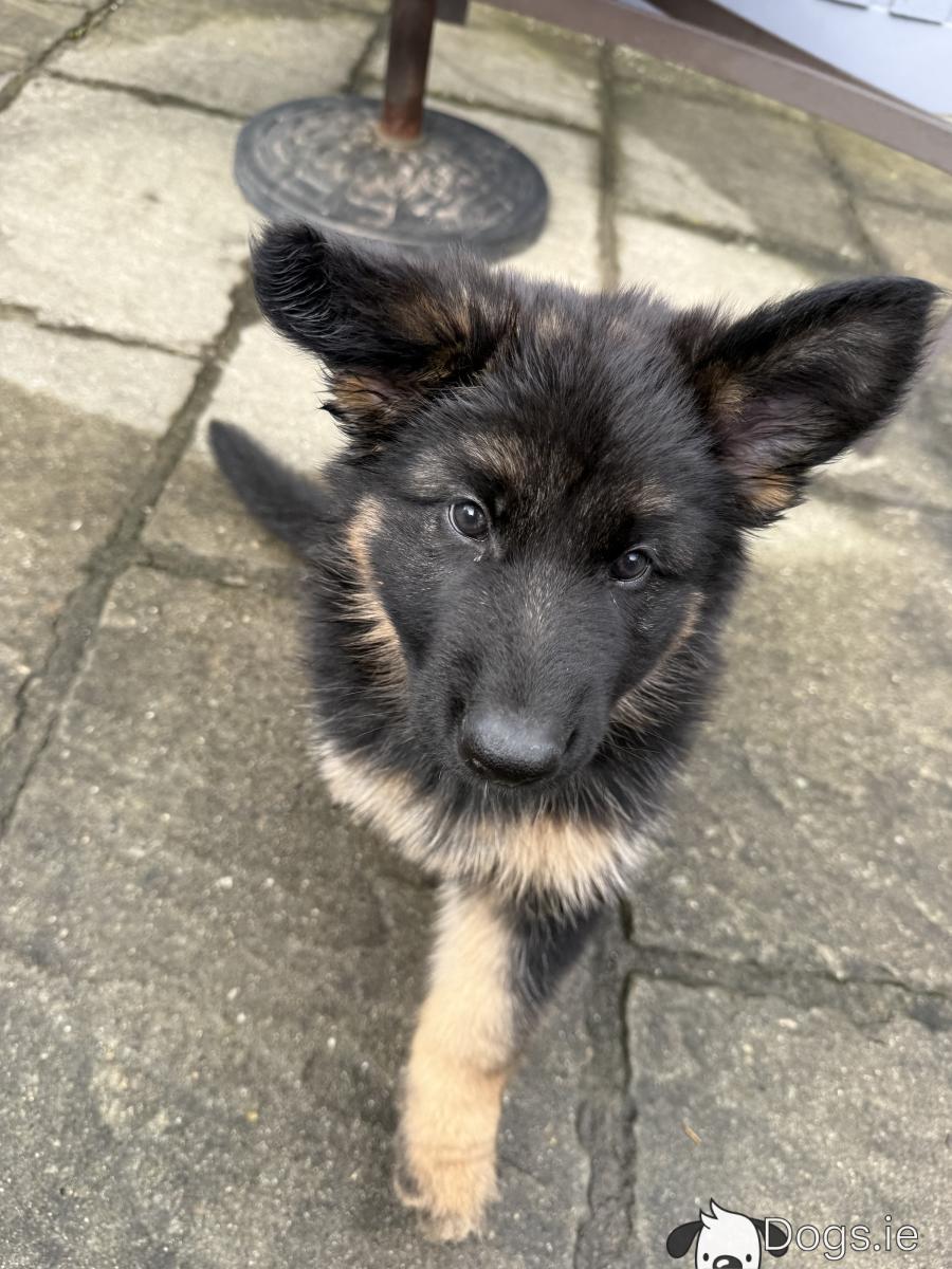In Kolkata All About German Shepherd Puppies Gsd All Black German