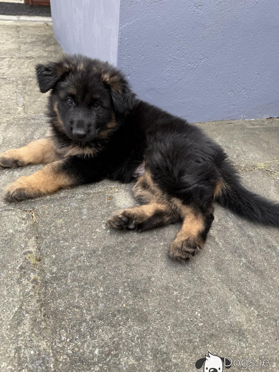 German Shepherd Long Coat Puppy Month 1-3 Months Male Purebred