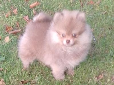 Male Pomeranian puppy for sale in Galway
