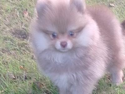 Pomeranian puppy male for sale
