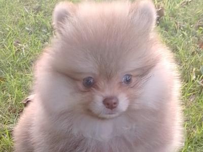 Pomeranian puppy male for sale