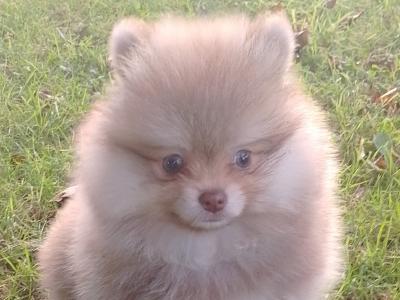 Pomeranian puppy male for sale in Galway