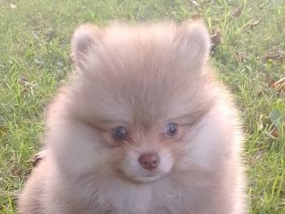 Male Pomeranian puppy for sale in Galway