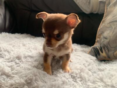 Tiny Tea cup female Chihuahua puppy in Dublin