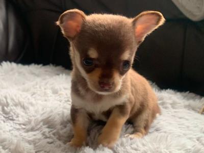 Tiny Tea cup female Chihuahua puppy in Dublin