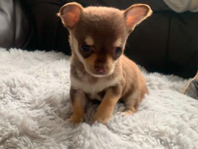 Tiny Tea cup Chihuahua female
