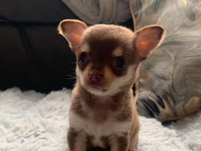Tiny Tea cup female Chihuahua puppy in Dublin
