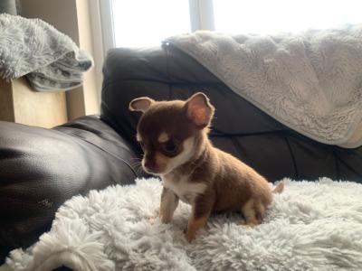 Tiny Tea cup female Chihuahua puppy in Dublin