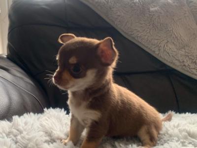 Tiny Tea cup female Chihuahua puppy in Dublin
