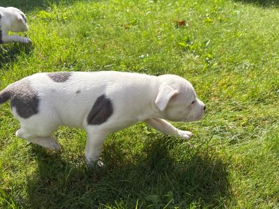 2 Staffordshire Bull Terrier puppies for sale in Tipperary