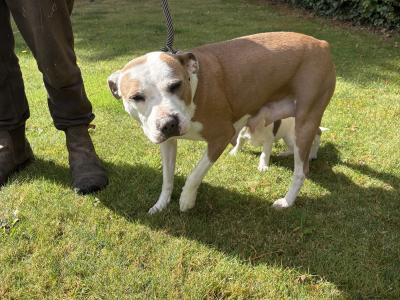 2 Staffordshire Bull Terrier puppies for sale in Tipperary