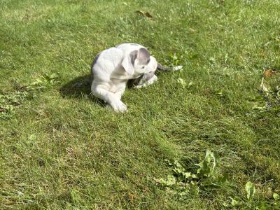 2 Staffordshire Bull Terrier puppies for sale in Tipperary