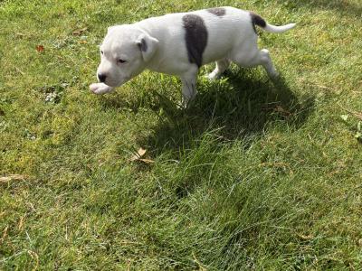 2 Staffordshire Bull Terrier puppies for sale in Tipperary