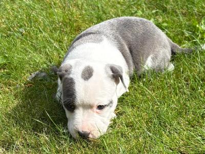 2 Staffordshire Bull Terrier puppies for sale in Tipperary