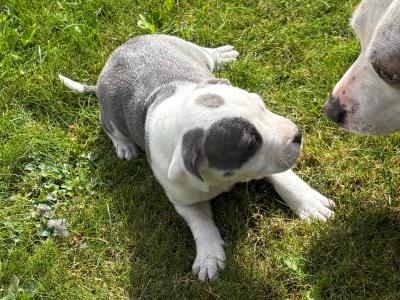 2 Staffordshire Bull Terrier puppies for sale in Tipperary