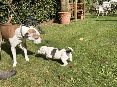 2 Staffordshire Bull Terrier puppies for sale in Tipperary