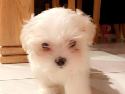 Miniature Maltese puppies in Carlow